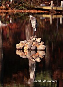 Great Blue Heron